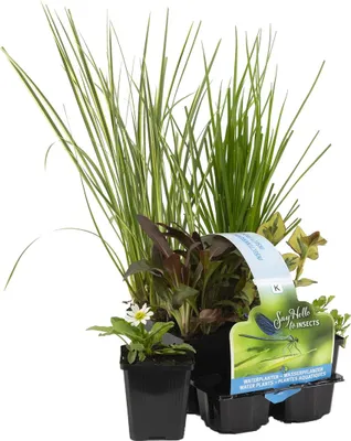 Produktbild von Floraya - 6x Teichpflanzen Insektenfreundliche Mischung - Teichpflanze im Anzuchttopf ⌀9 cm - ↕10-20 cm