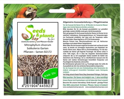 Produktbild von 10x Mitrophyllum clivorum Sukkulente Garten Pflanzen - Samen B2172