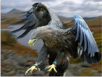 Produktbild von MuchoWow® Poster Ein europäischer Seeadler versucht, Beute zu machen 120x90 cm - Wandbild