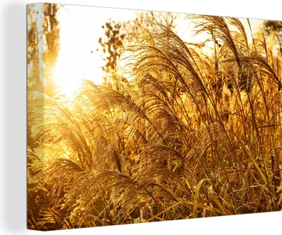Obrázek produktu pro OneMillionCanvasses® - Obrazy na plátně - 140x90 cm, Pampová tráva - Slunce - Tráva, Nástěnné umění tisk Nástěnná dekorace - Fotografie na plátně - Obraz na dřevěném rámu