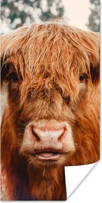 Produktbild von MuchoWow® Poster Kuh - Schottischer Hochländer - Hörner - Braun - Landschaft 20x40 cm - Plakat - Foto
