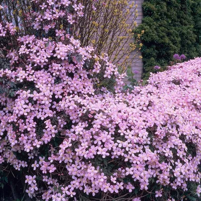 Image de Bloomique - Clematis montana 'Rubens' - Clématite rose clair - Plantes grimpantes - Plantes de jardin - Rustiques - Hauteur 50-70 cm - Pot 15 cm
