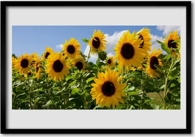 Produktbild von Bild 70x50 MDF-Rahmen Wandkunst Sonnenblume Pflanze