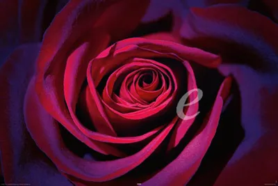Produktbild von Flowers Poster Dark Purple Rose