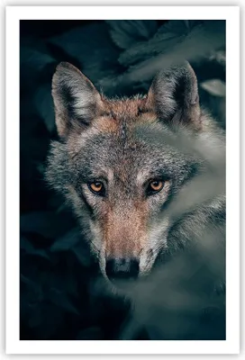 Produktbild von Poster - Poster ohne Rahmen - Wolf Wald Raubtier - 61x91,5 cm - Wand Bild - Wanddeko - Wandbilder - Kunstposter - Wandposter - Bilder - Kunstdruck - Wanddekoration - Wandbild - P2XPA61x91-5053
