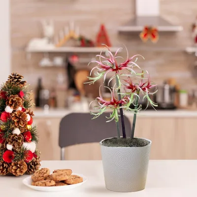 Productafbeelding van Amaryllisbol Chico - 1 grote bloembol (26/30) - Exclusieve bollen - Echte planten uit Nederland - Hippeastrum (geen zaden, geen was en niet kunstmatig)