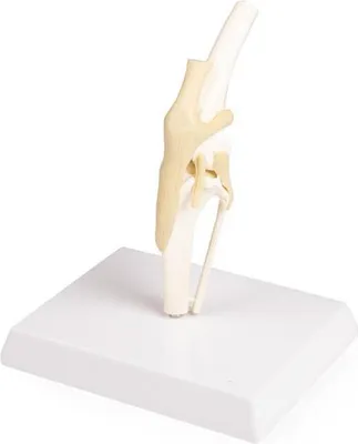 Produktbild von Hundeknie, Hunde Knie, Hund, auf Sockel, mittlere Größe