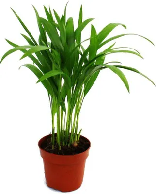 Obrázok produktu pre Areca - Chrysalidocarpus lutescens - Zlatá ovocná palma v 12cm kvetiná?i