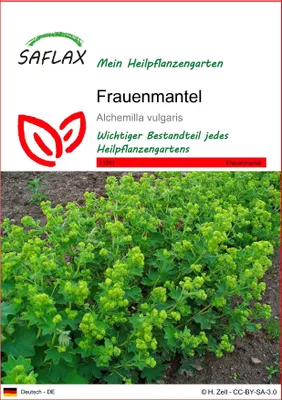 Produktbild von SAFLAX - Heilpflanzen - Frauenmantel - 100 Samen - Alchemilla vulgaris