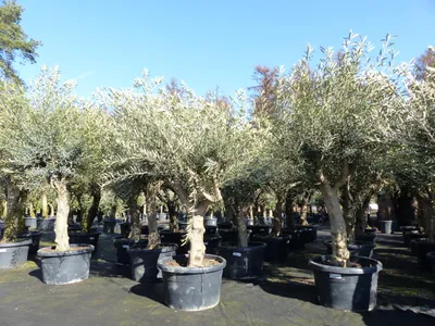 Produktbild von Olivenbaum verzweigt Hojiblanca 200 - 250 cm, kräftige Stämme, winterharte Olive, Olea europaea
