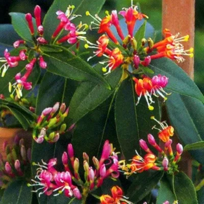 Obrázek produktu pro 2 rostliny vždyzeleného plocenky (Lonicera henryi) | výška 50-60 cm, rostlina v květináči