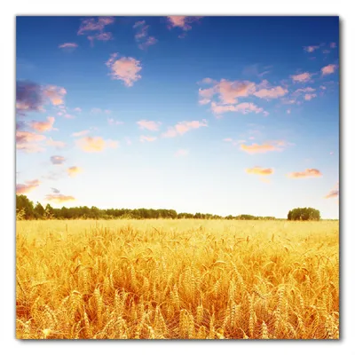 Produktbild von Wallario selbstklebende Möbelfolie/ Tischdecke für Innen und Außen, Größe: 60 x 60 cm - Weizenfeld unter blauem Himmel