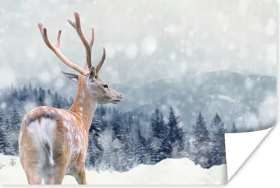 Produktbild von MuchoWow® Poster Rotwild - Schnee - Tier 180x120 cm - Fotoplakat