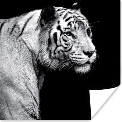 Produktbild von MuchoWow® Poster Tierprofil Tiger in schwarz und weiß 50x50 cm - Wohnzimmerdekoration