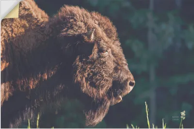 Produktbild von ARTland Wandbild, selbstklebend Bison Meditation Größe: 60x40 cm