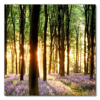 Produktbild von Wallario selbstklebende Möbelfolie/ Tischdecke für Innen und Außen, Größe: 100 x 100 cm - Blaue Hasenglöckchen im Wald mit Sonnenstrahlen