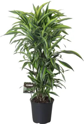 Produktbild von Drachenbaum Dracaena Fragrans 'Lemon Lime' Zimmerpflanze Ø27cm 120cm immergrün