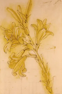 Produktbild von Leonardo Da Vinci Kunstdruck Bild - Lilienstudie, 1480-1485 (120 x 80 cm)
