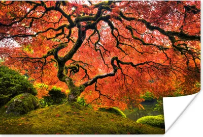 Produktbild von MuchoWow® Poster Japanischer Ahorn im Park 180x120 cm - Fotoplakat