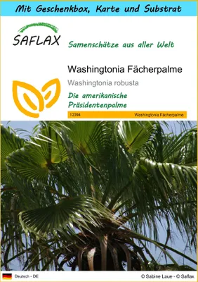 Produktbild von SAFLAX - Geschenk Set - Washingtonia Fächerpalme - 12 Samen - Mit Geschenk- / Versandbox, Versandaufkleber, Geschenkkarte und Anzuchtsubstrat - Washingtonia robusta