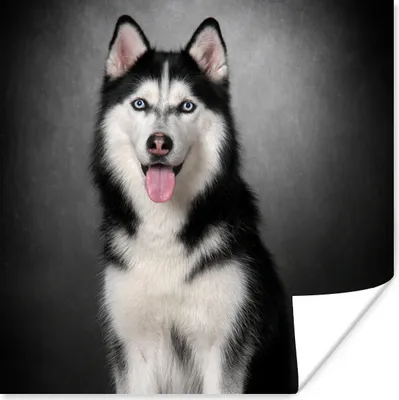 Produktbild von MuchoWow® Poster Sibirischer Husky 50x50 cm - Wohnzimmerdekoration