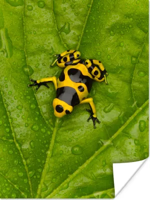 Produktbild von MuchoWow® Poster Gelber und schwarzer Frosch auf einem Blatt 90x120 cm - Wohnzimmer