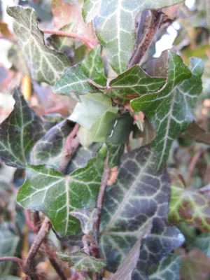 Produktbild von Hedera helix - gewöhnlicher Efeu 60-100