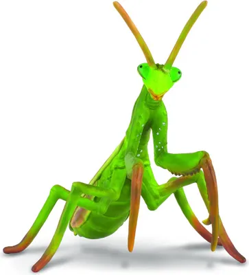 Obrázok produktu pre Collecta - Mantis Religiosa -L- 88351 (90188351) COLECTA