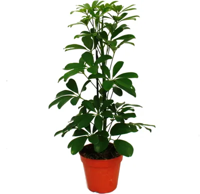 Zdjęcie produktu dla Radiant Aralia - Schefflera - zielone liscie - doniczka 12 cm - roslina doniczkowa - ok. 40-45 cm wysokosci