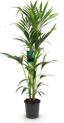 Produktbild von Howea Forsteriana – Kentia-Palme – 140–150cm – ø24cm – Pflegeleichte Zimmerpalme mit gefiederten Blättern – Tropische Grünpflanze für Innenräume – Robuste, luftreinigende Palmenart