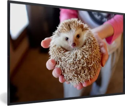 Produktbild von MuchoWow® Gerahmtes Poster Igel wird gehalten 90x60 cm - Poster mit Schwarzem Bilderrahmen Wandposter Rahmen Foto Bilder - Fotorahmen - Foto-Plakat
