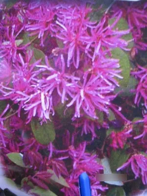 Produktbild von Loropetalum chinense Fire Dance - Riemenblüte Fire Dance