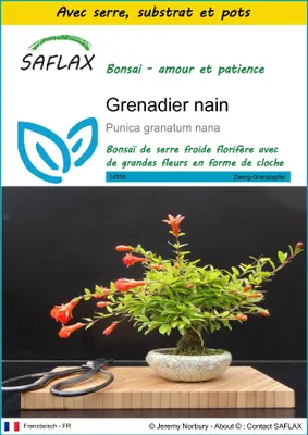 Image de SAFLAX Ensemble de culture - Grenadier nain - 50 graines - Punica