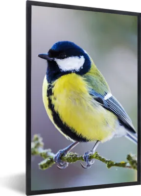 Produktbild von MuchoWow® Gerahmtes Poster Kohlmeise - Vogel - Zweig 60x90 cm - Poster mit Schwarzem Bilderrahmen Wandposter Rahmen Foto Bilder - Kunst