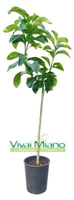 Productafbeelding van Pomelo plant