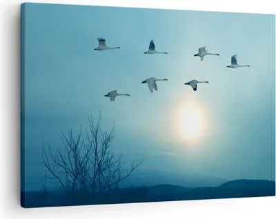 Produktbild von Bild auf Leinwand - Leinwandbild - Storch Vogel Natur - 70x50cm - Wand Bild - Wanddeko - Wandbilder - Leinwanddruck - Bilder - Kunstdruck - Wanddekoration - Leinwand bilder - Wandkunst - AA70x50-3802