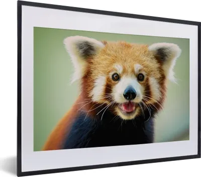 Produktbild von MuchoWow® MuchoWow® Gerahmtes Poster Roter Panda - Orange - Schwarz 40x30 cm - Poster mit zchwarzem Bilderrahmen - Bilderrahmen - Poster im Rahmen