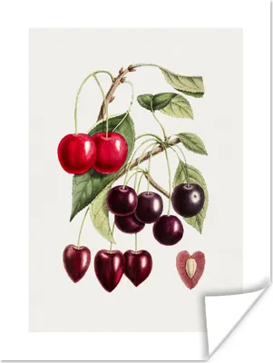 Produktbild von MuchoWow® Poster Kirschen - Obst - Zweig 90x120 cm - Wohnzimmer