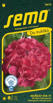 Obrázek produktu pro Semo Pelargonie páskatá - Eva F1 11s