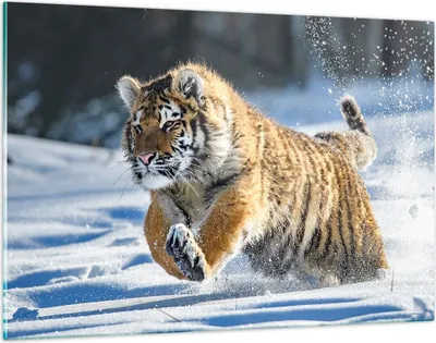 Produktbild von Bilder auf glas - tiger tier - 120x80cm - Glasbilder - Wandbilder - Bilder - Kunstdruck - zum Aufhängen bereit - Wanddekoration aus Glas - Glas Bilder - Wandbild auf Glas - Einteilig - GAA120x80-3928