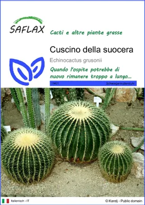 Immagine prodotto di SAFLAX  - Cuscino della suocera - 40 semi - Echinocactus