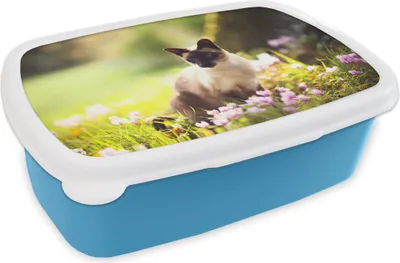 Produktbild von KitchenYeah® Lunchbox Brotzeit Brotdose 17x11 cm Siamkatze zwischen rosa Blumen Kinder Brotzeitdose - Lunch - Kunststoff  - Brotbüchse - Sandwichbox - Lunchbox für Kinder