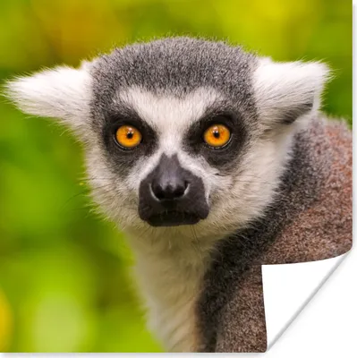 Produktbild von MuchoWow® Poster Affe - Ringschwanzlemur - Tier 100x100 cm - Babyzimmer