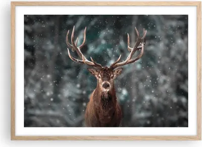Produktbild von Gerahmtes Poster - Rahmen in heller Eiche - Hirsch Hirsch Winter - 70x50 cm - Wand Bild - Wanddeko - Wandbilder - Kunstposter - Wandposter - Bilderrahmen - Bilder - Kunstdruck - P2NAA70x50-4998