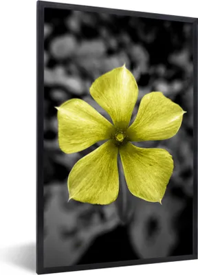 Produktbild von MuchoWow® MuchoWow® Gerahmtes Poster Blumen - Gelb - Schwarz - Weiß 20x30 cm - Poster mit zchwarzem Bilderrahmen - Drucken - Bilder Poster im Rahmen