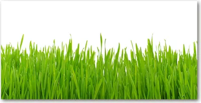 Produktbild von Tulup® Glas-Bild - 100x50 -Wandkunst - Wandbild hinter gehärtetem Sicherheitsglas  - Blumen & Pflanzen - Gras - Grün