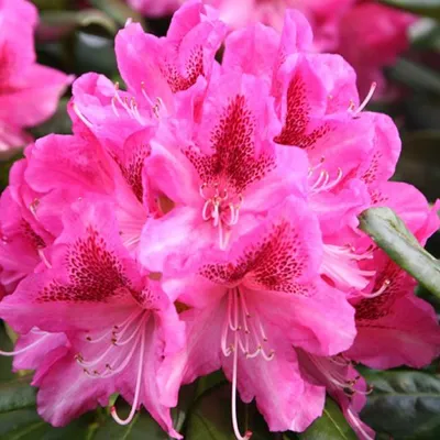 Obrázok produktu pre Rododendron 'Cosmopolitan' | 60-80 cm v kontajneri