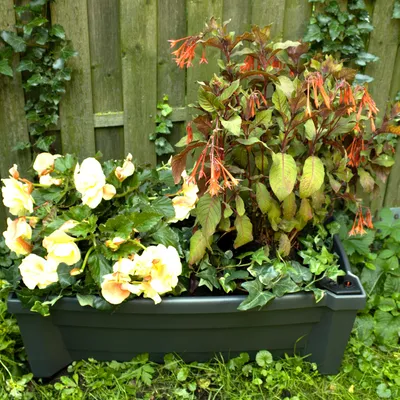 Produktbild von Pflanzkasten NYVIGreen 79x35x33 cm 42 Liter mit Bewässerungssystem & Rollen - Pflanzkübel aus wetterfestem & recyceltem Kunststoff, Farbe:Anthrazit