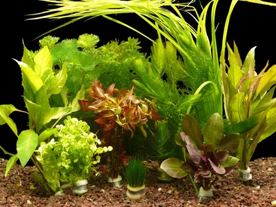Produktbild von 10 verschiedene Aquarium-Bund-Pflanzen - ca. 70 Einzelpflanzen - Top!