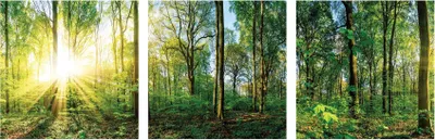 Produktbild von 3er Set Wandbild je 30x30cm Glasbild Wald Natur Sonne Landschaft Wanddeko Baum